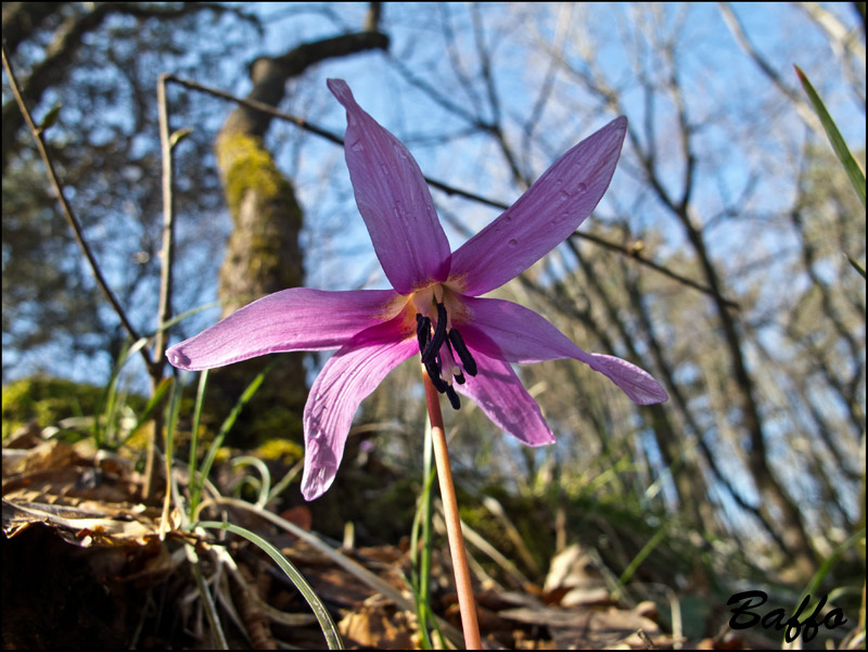 Erythronium  dens-canis